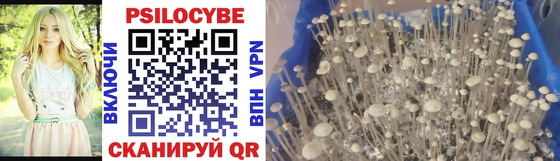 hydra зеркало  Дедовск  Псилоцибиновые грибы Psilocybe 